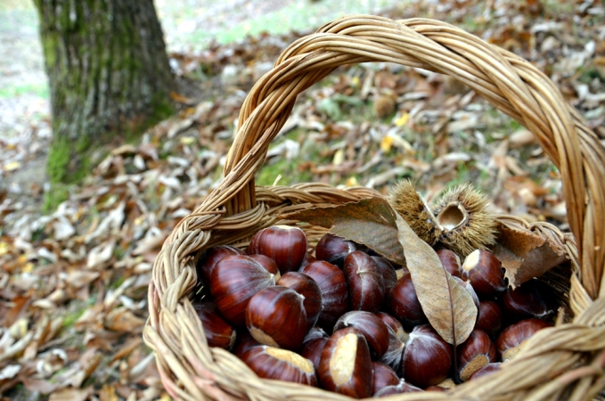 12.10: Giornata al Monte Amiata - Raccolta castagne Italia